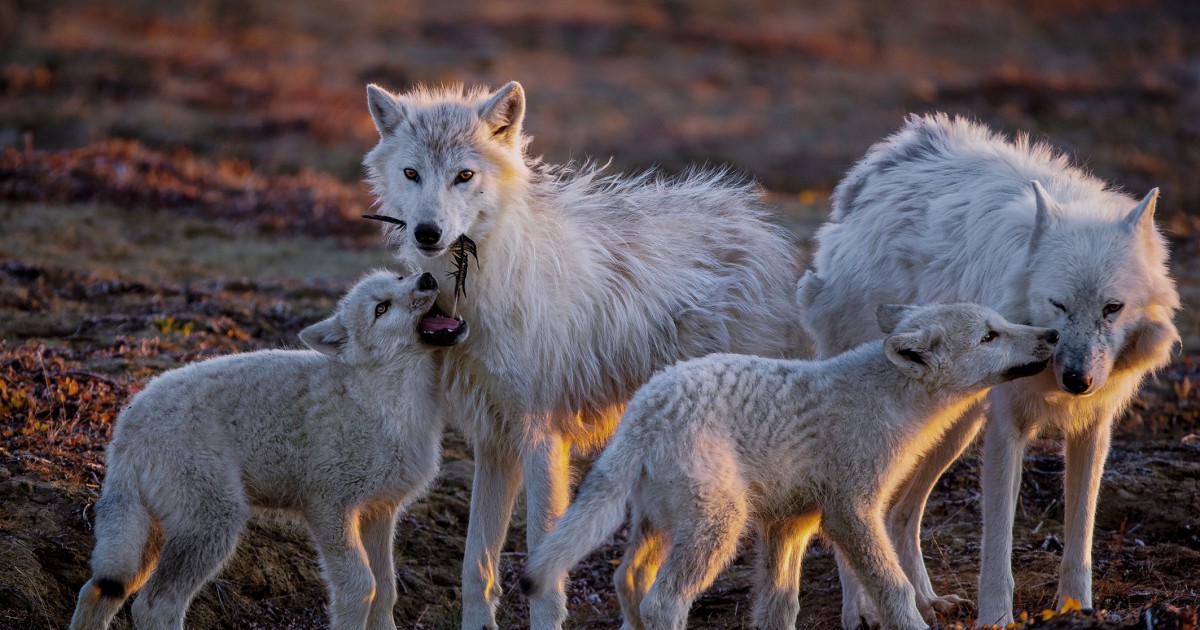 Pups on best sale camera national geographic