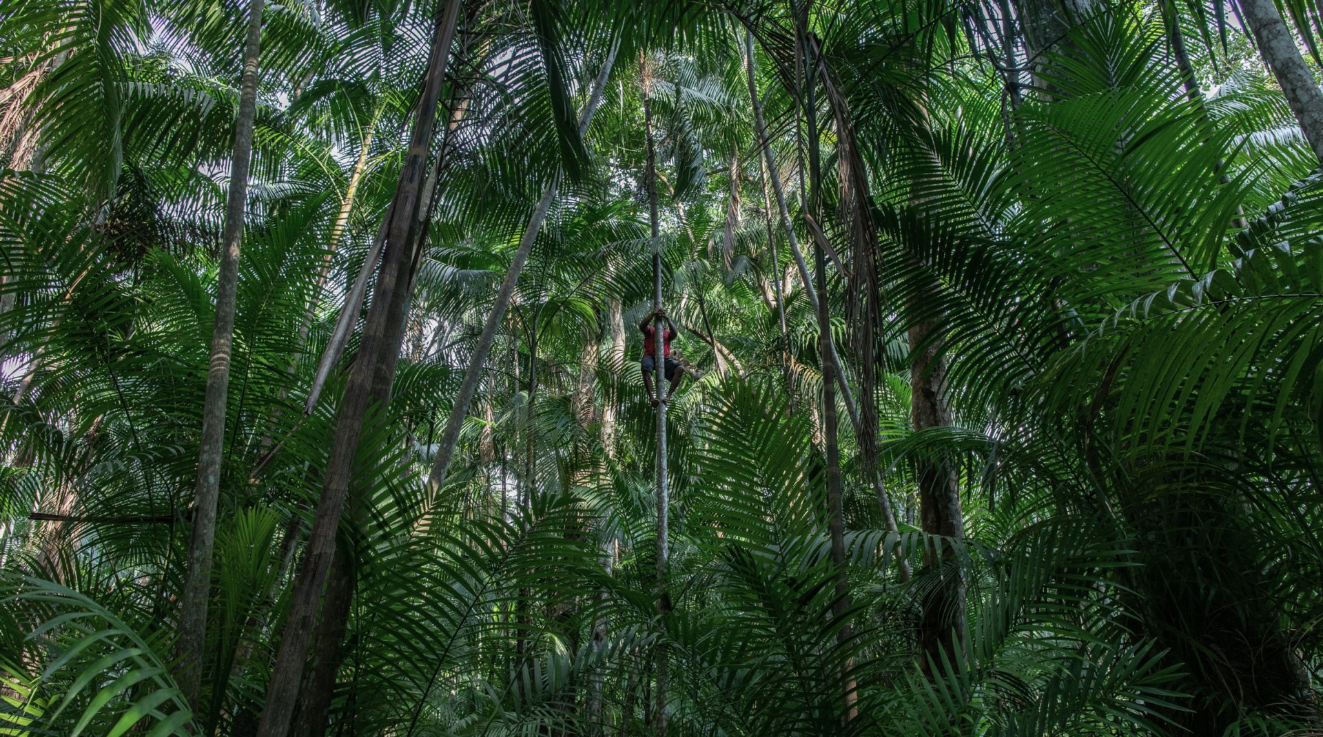 amazon_deforestation_01.jpg
