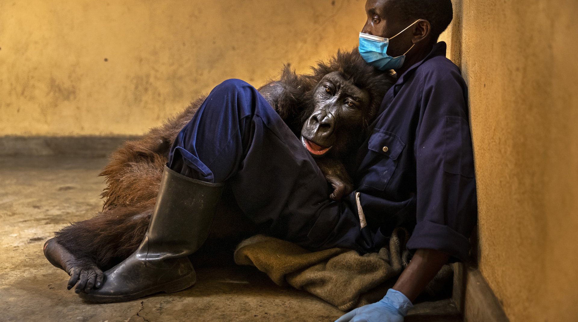stirton_virunga_030.jpg