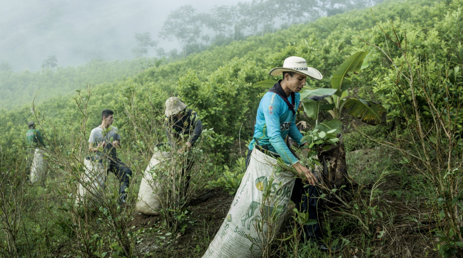 Le désastre écologique de la production de cocaïne