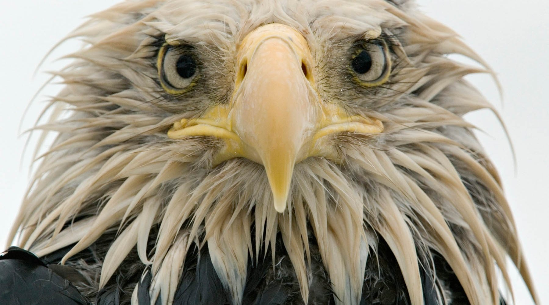 nigge_baldeagle_001.jpg