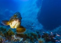 rosenfeld_ocean_003.jpg
