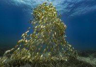 rosenfeld_ocean_004.jpg