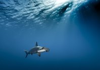 rosenfeld_ocean_005.jpg
