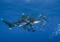 rosenfeld_ocean_006.jpg