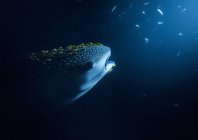 rosenfeld_ocean_007.jpg