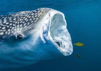 rosenfeld_ocean_008.jpg