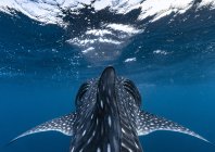rosenfeld_ocean_010.jpg