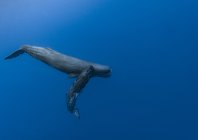 rosenfeld_ocean_012.jpg