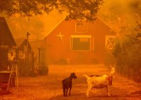 edelson_fire_031.jpg