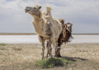 babajanyan_aralsea_020.jpg