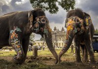 stirton_asianelephants_003.jpg