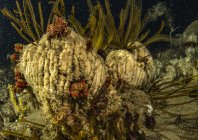 rosenfeld_ocean_032.jpg