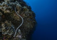 rosenfeld_ocean_035.jpg
