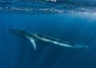 rosenfeld_ocean_040.jpg