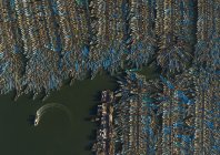 steinmetz_fishy_015.jpg