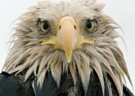 nigge_baldeagle_001.jpg