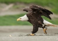 nigge_baldeagle_006.jpg