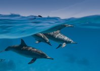 rosenfeld_ocean_016.jpg