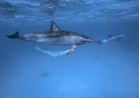 rosenfeld_ocean_018.jpg