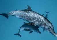 rosenfeld_ocean_019.jpg