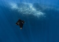 rosenfeld_ocean_022.jpg