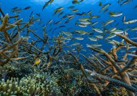 rosenfeld_ocean_024.jpg