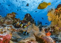 rosenfeld_ocean_026.jpg