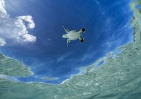rosenfeld_ocean_027.jpg