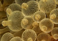 rosenfeld_ocean_029.jpg