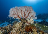 rosenfeld_ocean_030.jpg