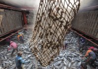 steinmetz_fishy_030.jpg