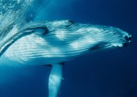 rosenfeld_ocean_038.jpg