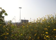 saade_liban_022.jpg