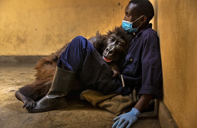 stirton_virunga_030.jpg
