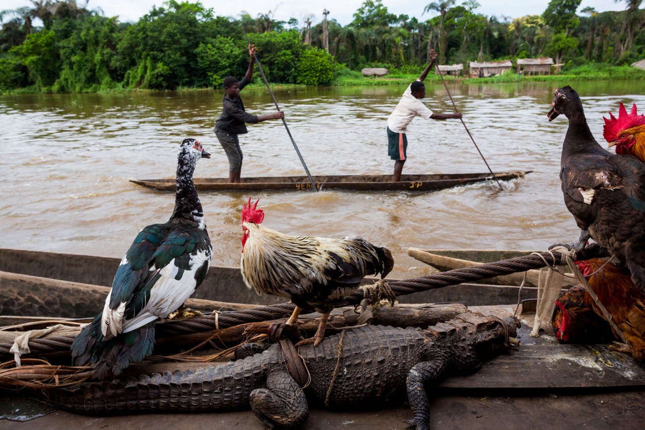 maitre_congo_009.jpg