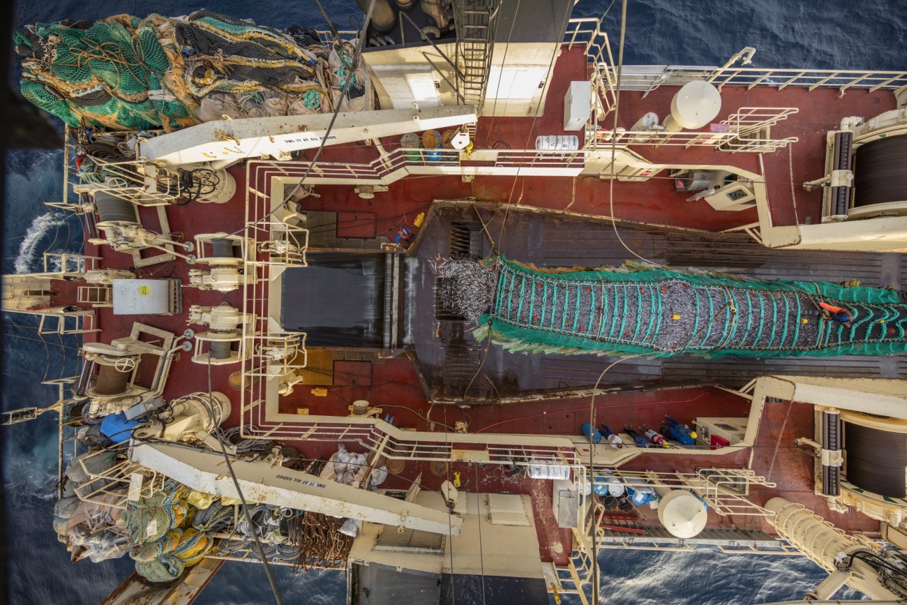 steinmetz_fishy_005.jpg