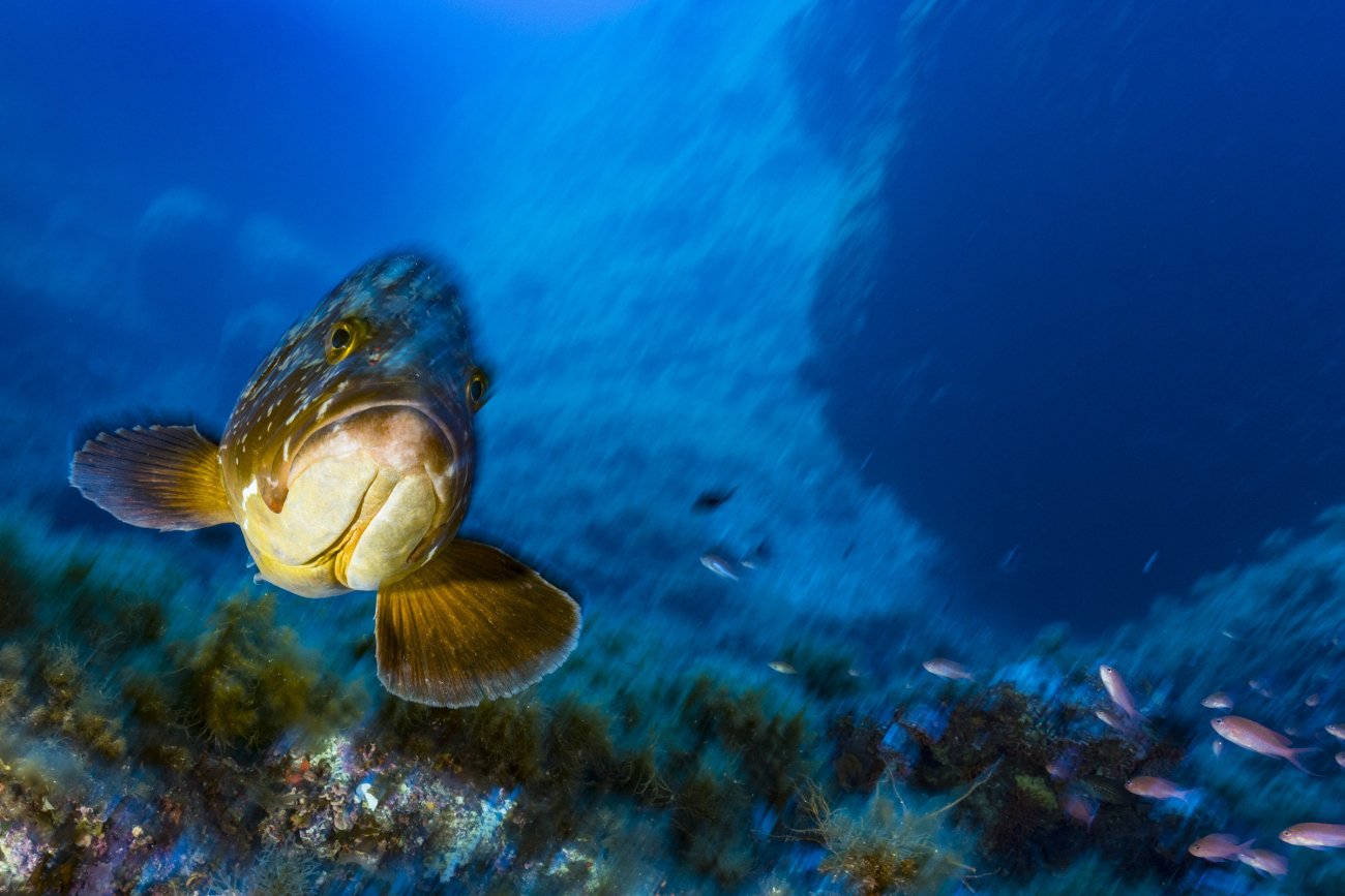 rosenfeld_ocean_003.jpg
