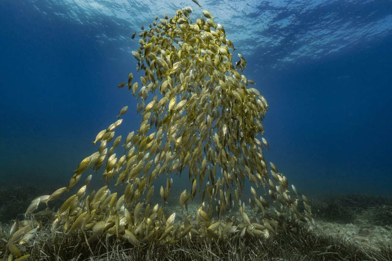 rosenfeld_ocean_004.jpg