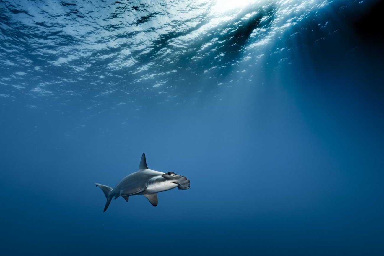 rosenfeld_ocean_005.jpg