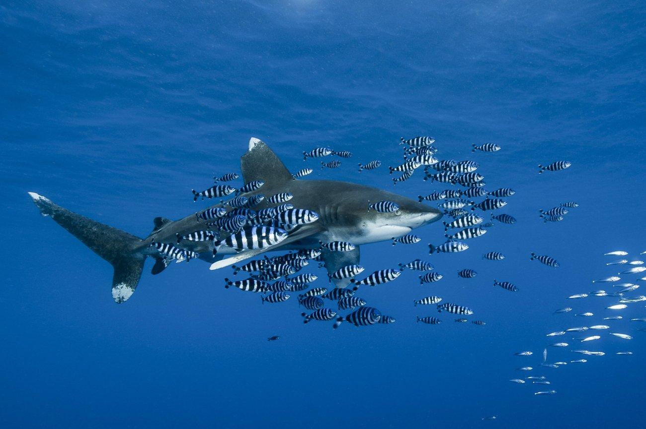 rosenfeld_ocean_006.jpg