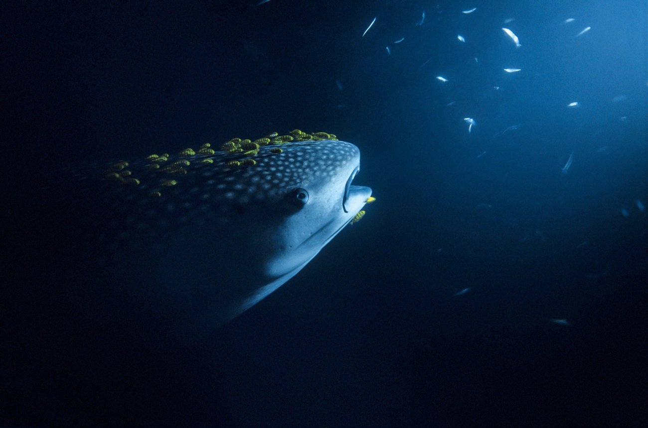 rosenfeld_ocean_007.jpg