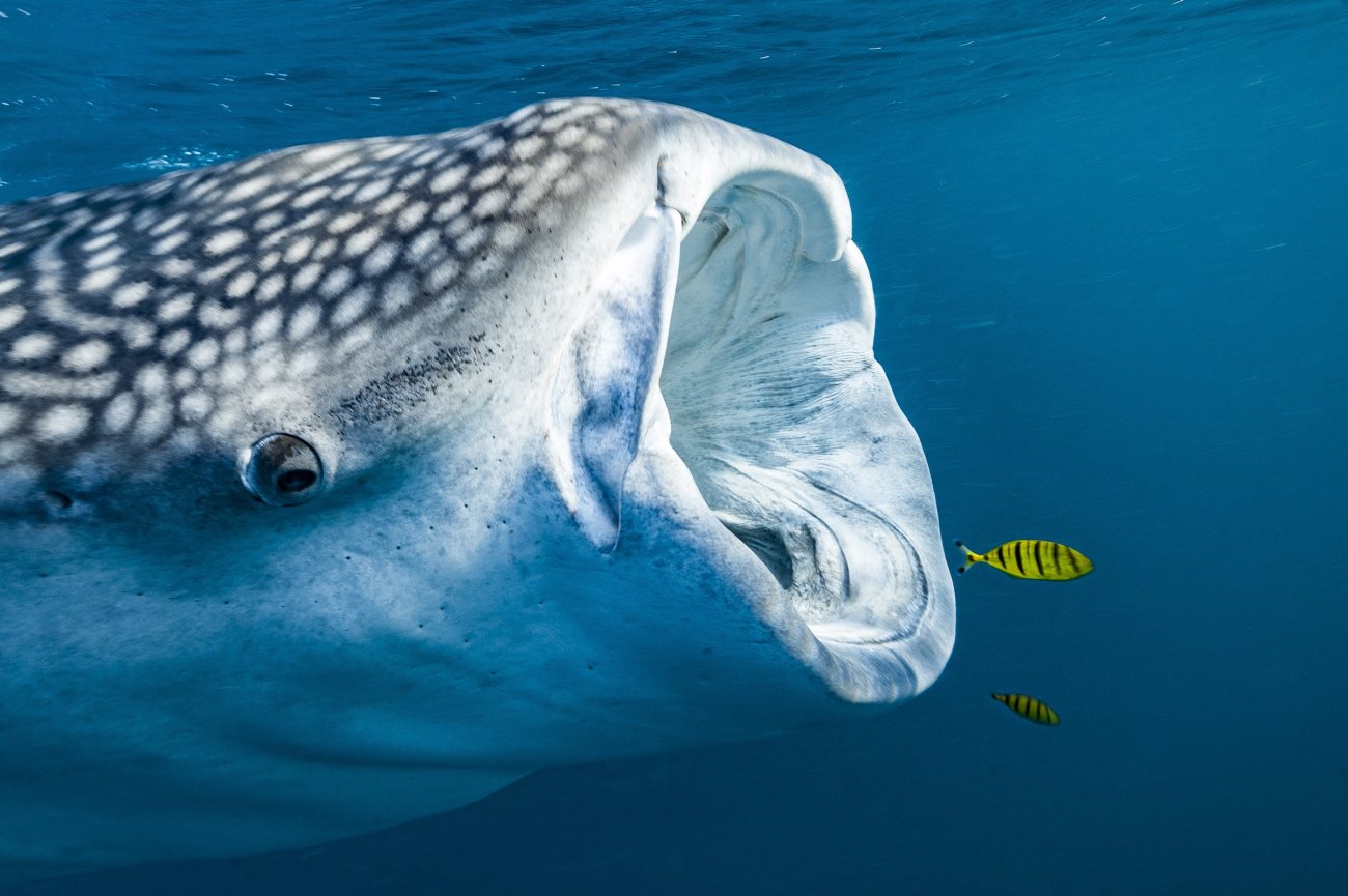 rosenfeld_ocean_008.jpg