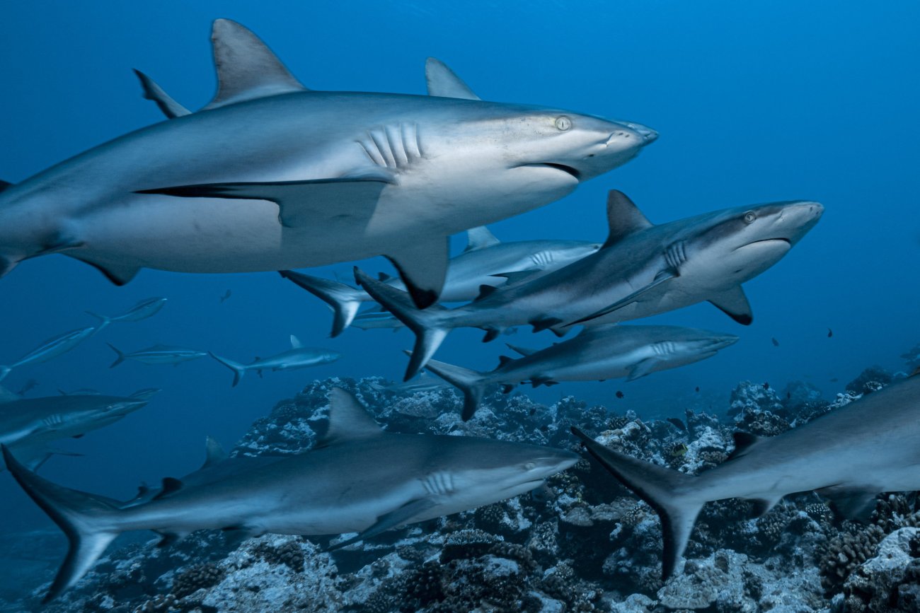 rosenfeld_ocean_009.jpg