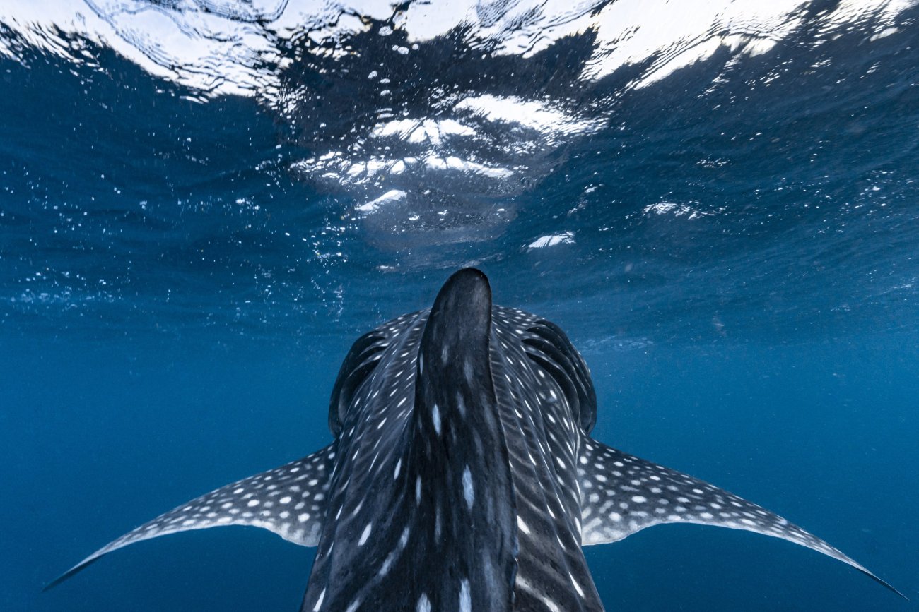 rosenfeld_ocean_010.jpg