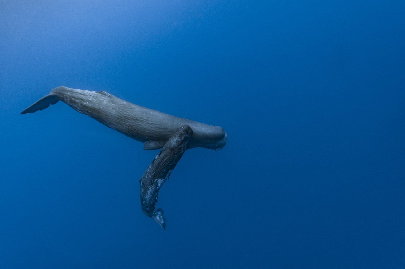 rosenfeld_ocean_012.jpg
