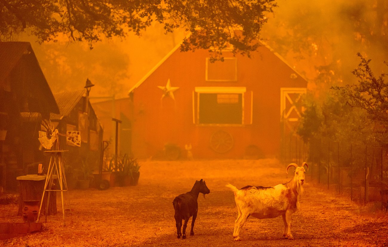 edelson_fire_031.jpg