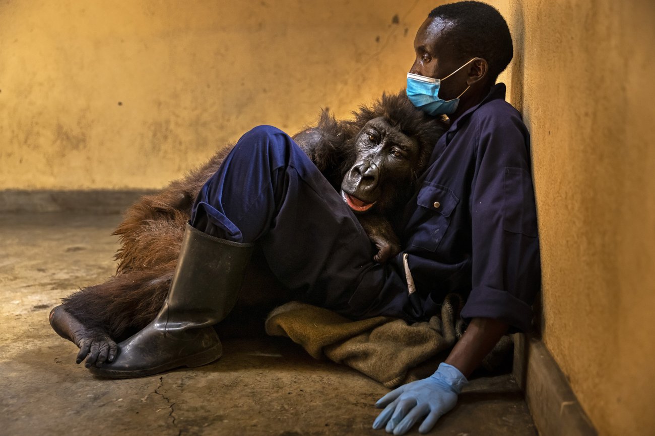 stirton_virunga_030.jpg
