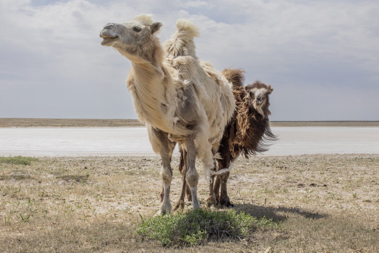 babajanyan_aralsea_020.jpg