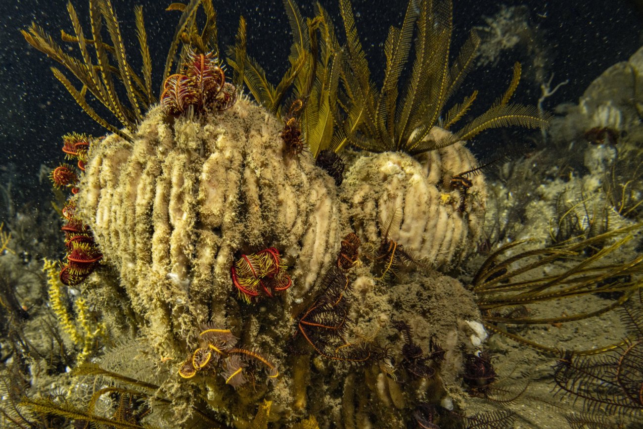 rosenfeld_ocean_032.jpg